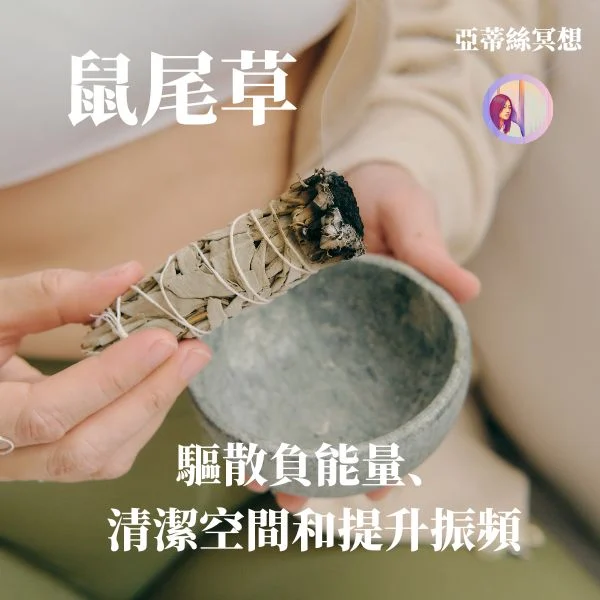 鼠尾草的功用圖片